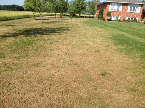 Lawn damage by Army Worms