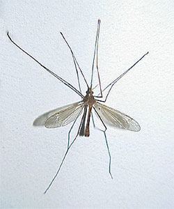 Crane Fly - Adult of Leatherjacket Lawn Care Pest